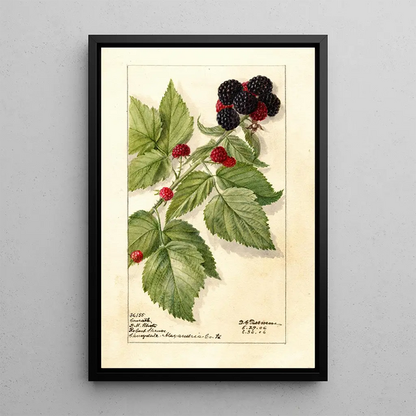 Reprodukcja obrazu Rubus Conrath - Deborah Griscom Passmore