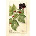 Reprodukcja obrazu Rubus Conrath - Deborah Griscom Passmore