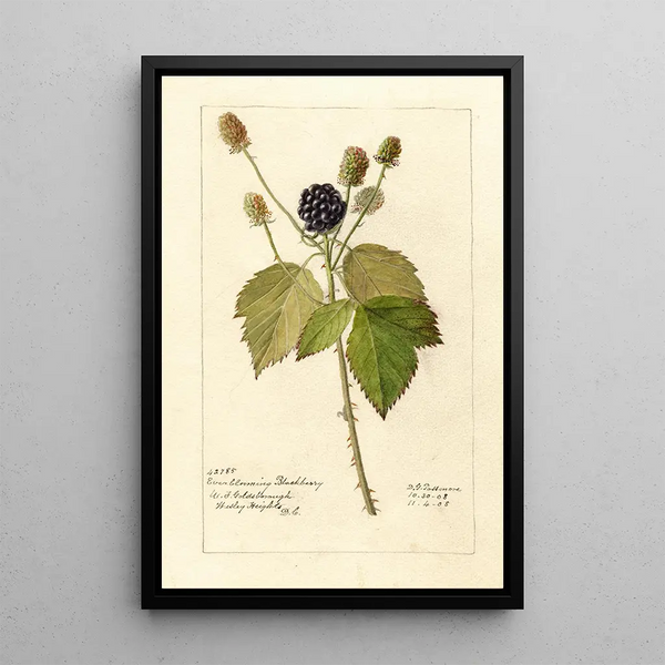 Reprodukcja obrazu Rubus Everblooming - Deborah Griscom Passmore
