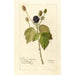 Reprodukcja obrazu Rubus Everblooming - Deborah Griscom Passmore