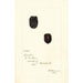 Rubus Lucretia - Deborah Griscom Passmore — widok dzieła