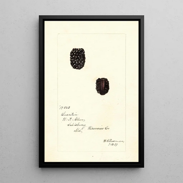 Rubus Lucretia - Deborah Griscom Passmore — oprawiony obraz na ścianie