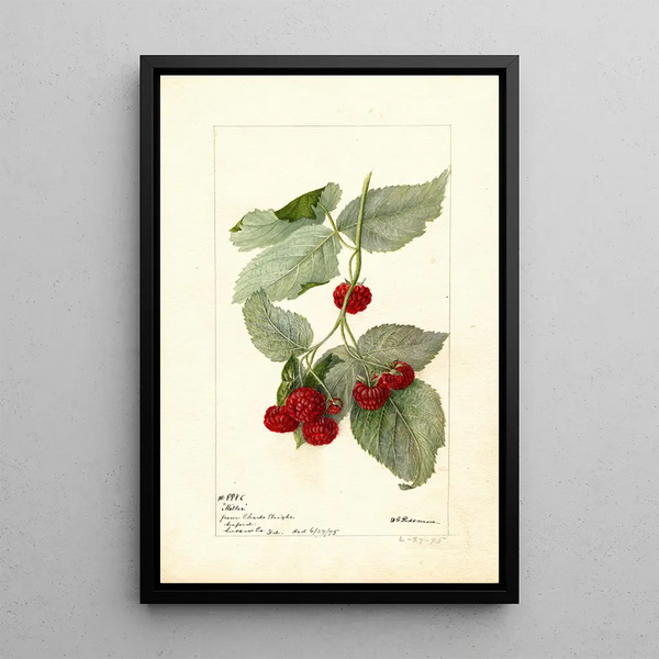 Reprodukcja obrazu Rubus Miller - Deborah Griscom Passmore