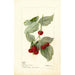 Reprodukcja obrazu Rubus Miller - Deborah Griscom Passmore