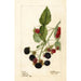 Rubus Récompense - Deborah Griscom Passmore — widok dzieła