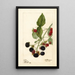 Rubus Récompense - Deborah Griscom Passmore — oprawiony obraz na ścianie