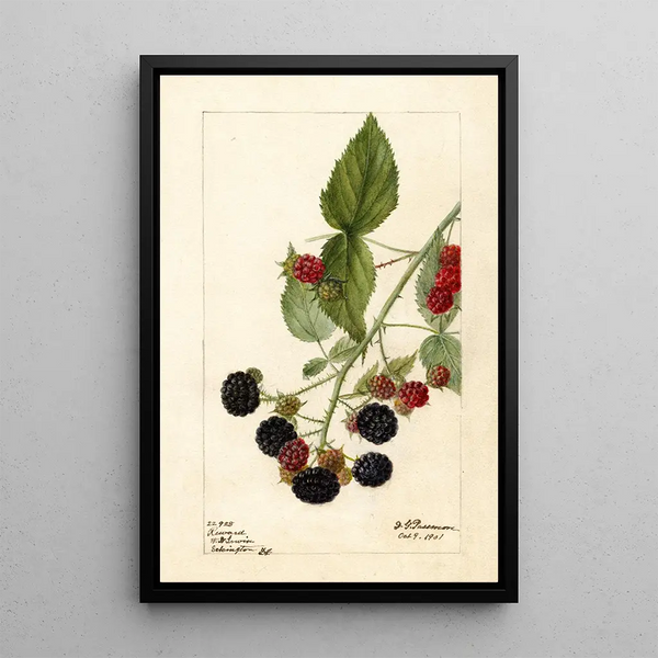 Rubus Récompense - Deborah Griscom Passmore — oprawiony obraz na ścianie
