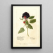 Reprodukcja obrazu Rubus Winfield - Deborah Griscom Passmore