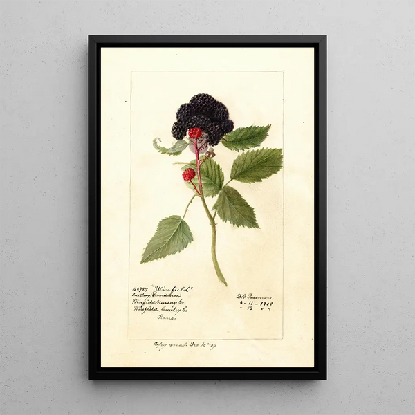 Reprodukcja obrazu Rubus Winfield - Deborah Griscom Passmore