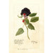 Reprodukcja obrazu Rubus Winfield - Deborah Griscom Passmore