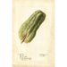 Sechium edule - Deborah Griscom Passmore — widok dzieła