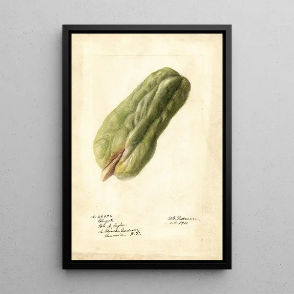 Sechium edule - Deborah Griscom Passmore — oprawiony obraz na ścianie
