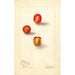 Reprodukcja obrazu Spondias purpurea Prune écarlate - Deborah Griscom Passmore