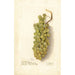 Vitis - Deborah Griscom Passmore — widok dzieła