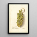 Vitis - Deborah Griscom Passmore — oprawiony obraz na ścianie