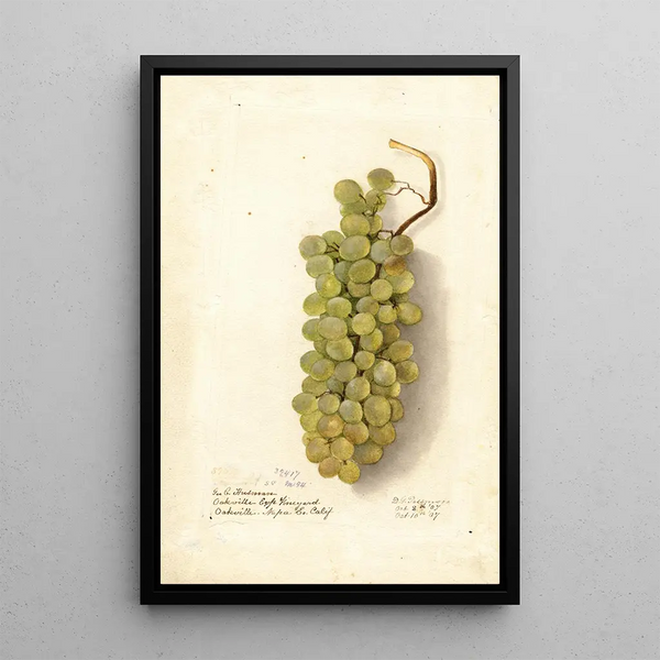 Vitis - Deborah Griscom Passmore — oprawiony obraz na ścianie