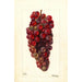 Vitis Bauch - Deborah Griscom Passmore — widok dzieła