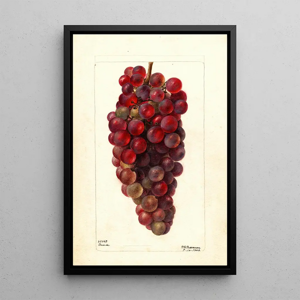 Vitis Bauch - Deborah Griscom Passmore — oprawiony obraz na ścianie