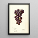 Reprodukcja obrazu Vitis Concord - Deborah Griscom Passmore