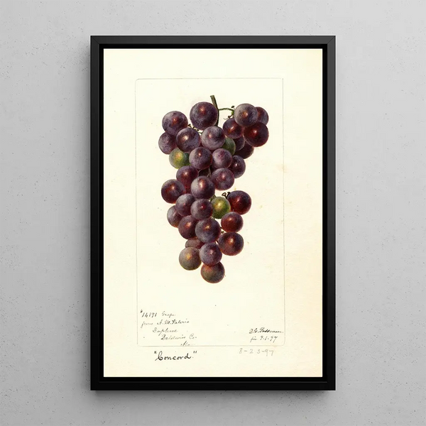 Reprodukcja obrazu Vitis Concord - Deborah Griscom Passmore
