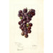 Reprodukcja obrazu Vitis Concord - Deborah Griscom Passmore