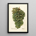 Reprodukcja obrazu Vitis Millénium hongrois - Deborah Griscom Passmore