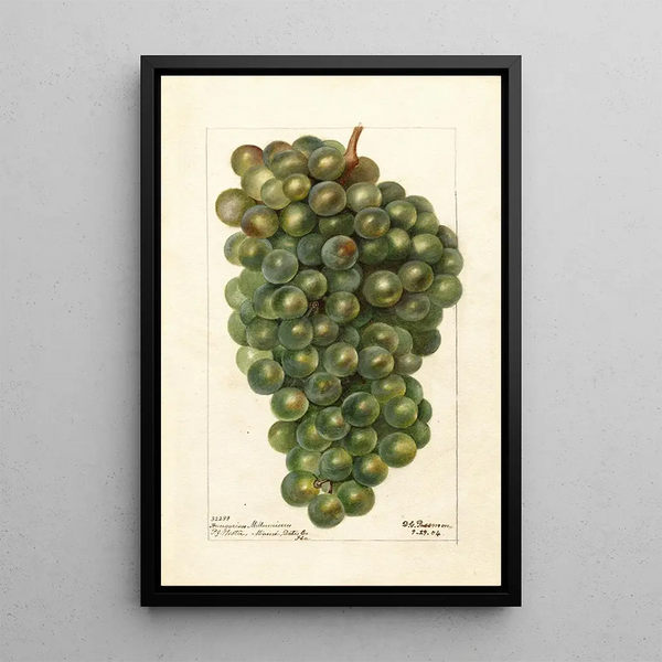 Reprodukcja obrazu Vitis Millénium hongrois - Deborah Griscom Passmore