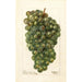 Reprodukcja obrazu Vitis Millénium hongrois - Deborah Griscom Passmore