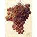 Vitis Hycales - Deborah Griscom Passmore — widok dzieła