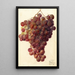 Vitis Hycales - Deborah Griscom Passmore — oprawiony obraz na ścianie