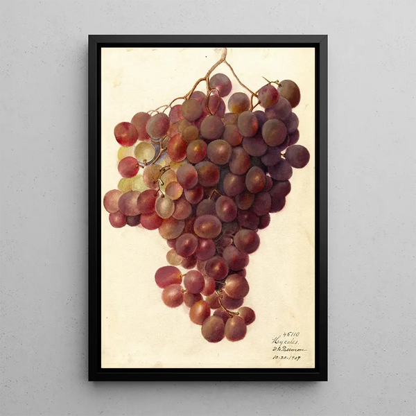 Vitis Hycales - Deborah Griscom Passmore — oprawiony obraz na ścianie