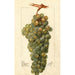 Vitis Icicle - Deborah Griscom Passmore — widok dzieła