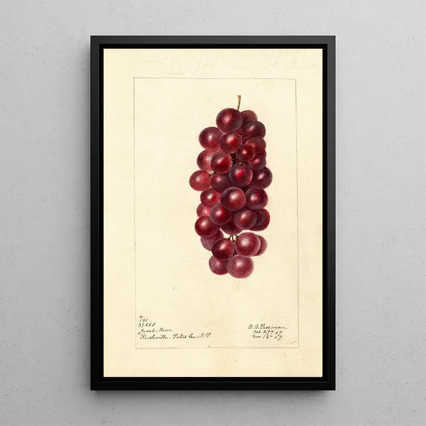 Reprodukcja obrazu Vitis Jacob Moore - Deborah Griscom Passmore