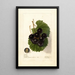 Reprodukcja obrazu Vitis James - Deborah Griscom Passmore