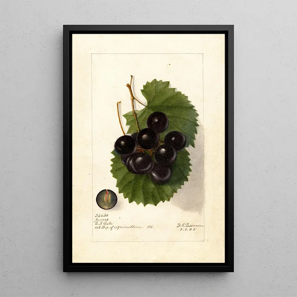 Reprodukcja obrazu Vitis James - Deborah Griscom Passmore