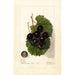 Reprodukcja obrazu Vitis James - Deborah Griscom Passmore