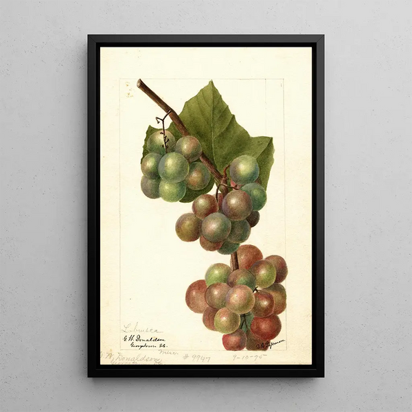 Reprodukcja obrazu Vitis Labrusca - Deborah Griscom Passmore
