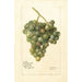 Vitis Lady Washington - Deborah Griscom Passmore — widok dzieła
