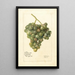 Vitis Lady Washington - Deborah Griscom Passmore — oprawiony obraz na ścianie