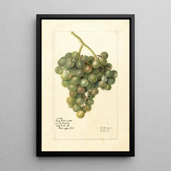 Vitis Lady Washington - Deborah Griscom Passmore — oprawiony obraz na ścianie