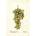 Vitis Madeleine Blanche de Jacques - Deborah Griscom Passmore — widok dzieła