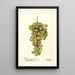 Vitis Madeleine Blanche de Jacques - Deborah Griscom Passmore — oprawiony obraz na ścianie