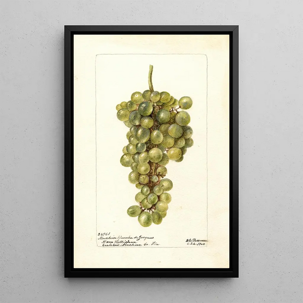 Vitis Madeleine Blanche de Jacques - Deborah Griscom Passmore — oprawiony obraz na ścianie