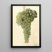 Vitis Malaga - Deborah Griscom Passmore — oprawiony obraz na ścianie
