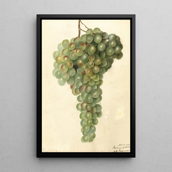 Vitis Malaga - Deborah Griscom Passmore — oprawiony obraz na ścianie