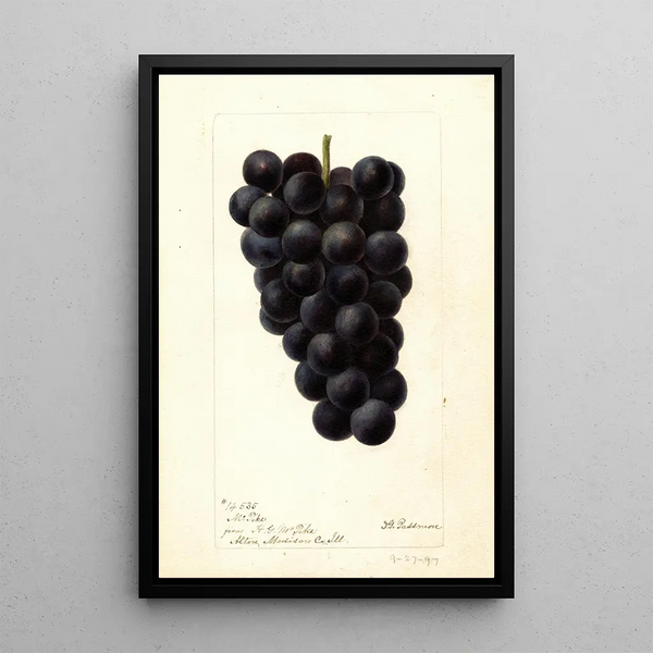 Reprodukcja obrazu Vitis McPike - Deborah Griscom Passmore