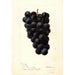 Reprodukcja obrazu Vitis McPike - Deborah Griscom Passmore