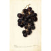 Vitis Merceron - Deborah Griscom Passmore — widok dzieła