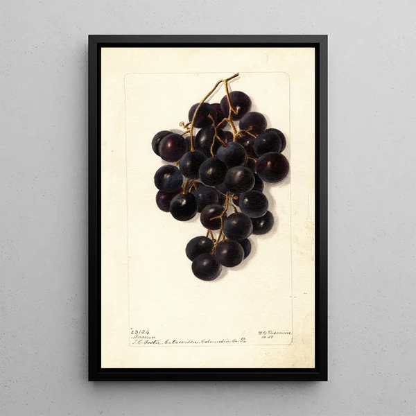 Vitis Merceron - Deborah Griscom Passmore — oprawiony obraz na ścianie