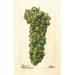 Vitis Sauvignon Vert - Deborah Griscom Passmore — widok dzieła